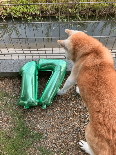 我が家のロン、17歳になりました🐕🎉 | 家族の時間
